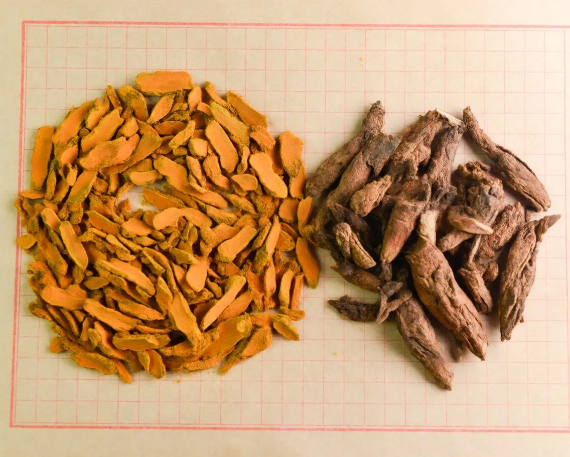 Turmeric and temulawak roots on ruled cream paper